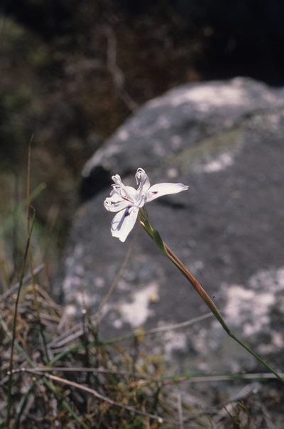Moraea barkerae, photographed by Tom Lloyd Evans