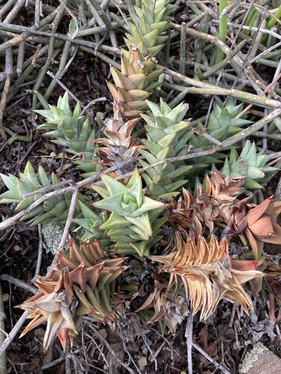 Astroloba rubriflora, photographed by jeanetteclarke