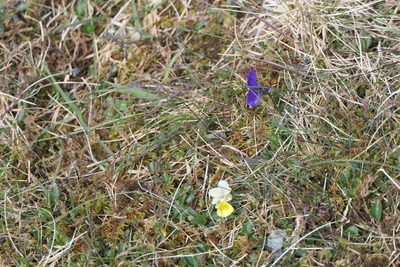 Viola lutea, photographed by Pete Bradshaw