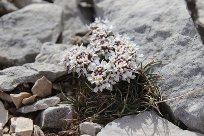 Iberis saxatilis, photographed by Olivier Argagnon