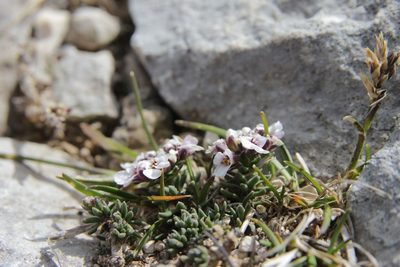 Iberis saxatilis, photographed by Olivier Argagnon