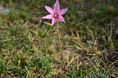 Habranthus gracilifolius, photographed by Lauu
