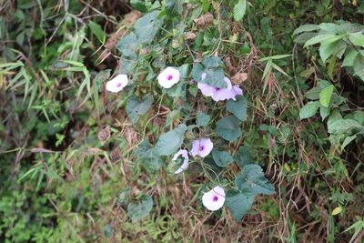 Ipomoea involucrata, photographed by Viken