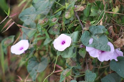Ipomoea involucrata, photographed by Viken