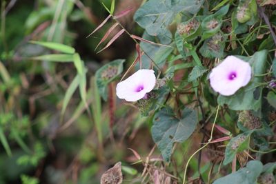 Ipomoea involucrata, photographed by Viken