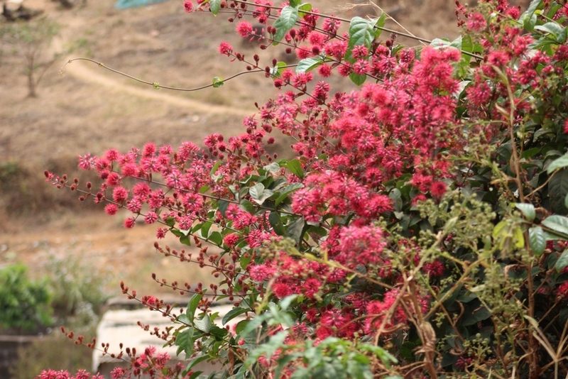 Combretum comosum, photographed by Viken