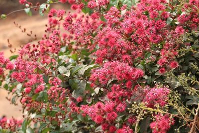 Combretum comosum, photographed by Viken