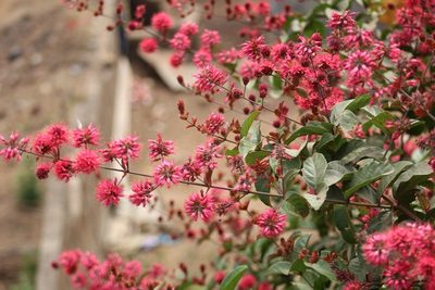 Combretum comosum, photographed by Viken