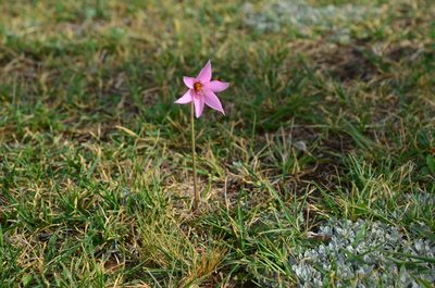 Habranthus gracilifolius, photographed by Lauu
