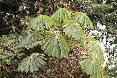 Musanga cecropioides, photographed by Viken