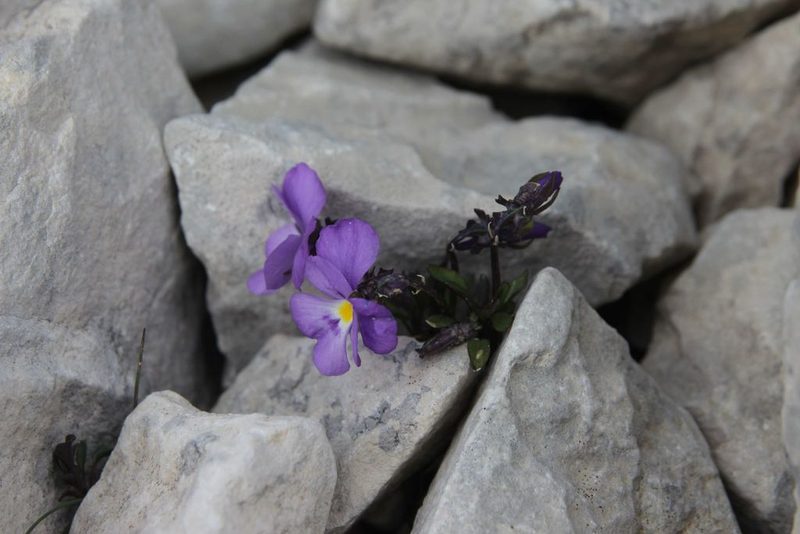 Viola cenisia, photographed by Olivier Argagnon