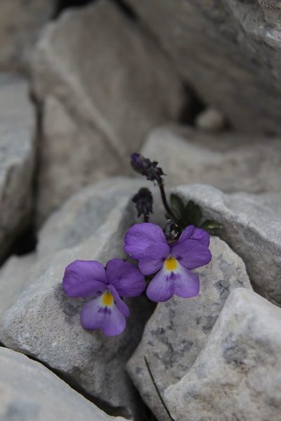 Viola cenisia, photographed by Olivier Argagnon