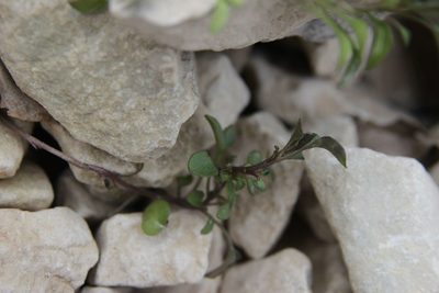 Viola cenisia, photographed by Olivier Argagnon