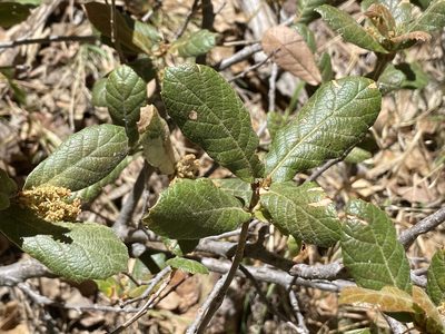 Quercus rugosa, photographed by Sue Carnahan