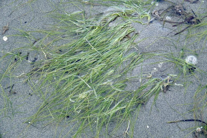 Zostera japonica, photographed by ChrisMcV