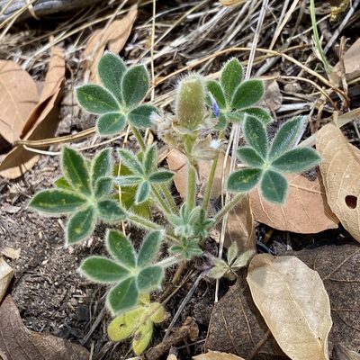 Lupinus huachucanus, photographed by Sue Carnahan