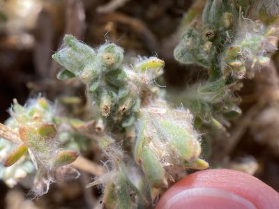 Lasiopogon glomerulatus, photographed by Sue Carnahan