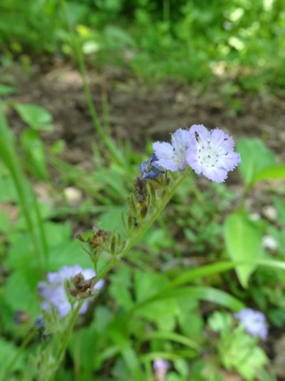 Phacelia gilioides, photographed by Thomas Koffel
