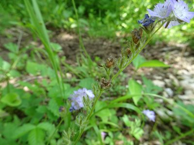 Phacelia gilioides, photographed by Thomas Koffel