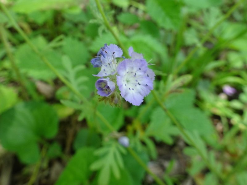 Phacelia gilioides, photographed by Thomas Koffel