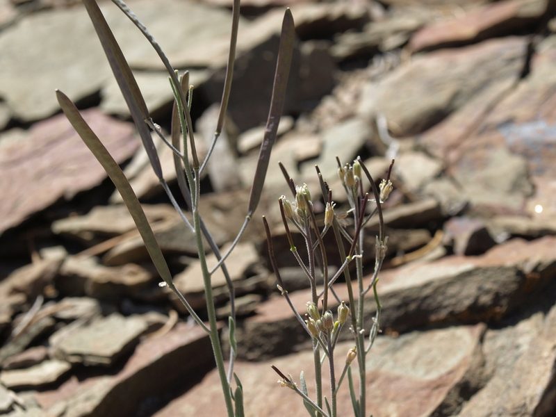 Boechera dispar, photographed by Jim Morefield