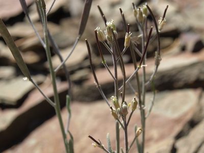 Boechera dispar, photographed by Jim Morefield