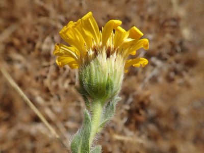 Heterotheca sessiliflora, photographed by joergmlpts