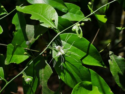 Capparis sabiifolia, photographed by Jacy Chen