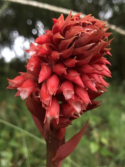 Stenorrhynchos albidomaculatum, photographed by Nicolás Baresch Uribe