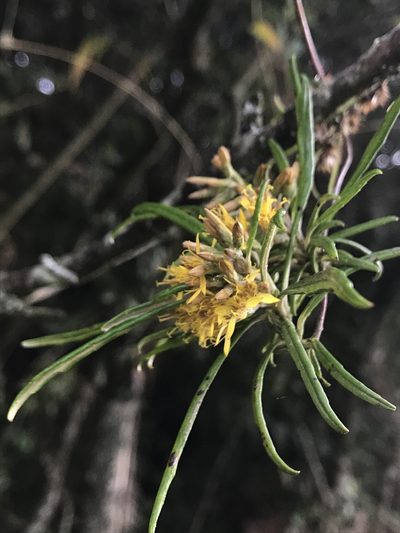 Oligactis volubilis, photographed by Nicolás Baresch Uribe