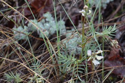 Astragalus australis, photographed by Syd Cannings