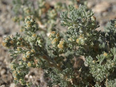 Picrothamnus desertorum, photographed by Jim Morefield