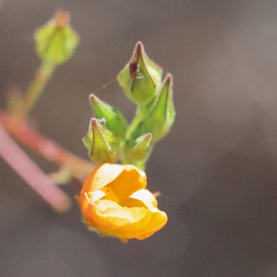 Sphaeralcea coulteri, photographed by Bill Levine