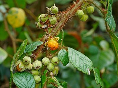 Rubus wallichianus, photographed by Jacy Chen