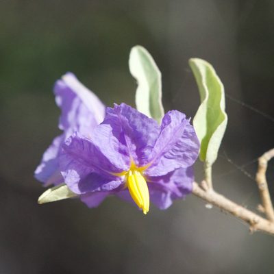 Solanum hindsianum, photographed by Bill Levine