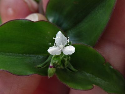 Callisia gracilis, photographed by Juan Carlos Caicedo Hernández