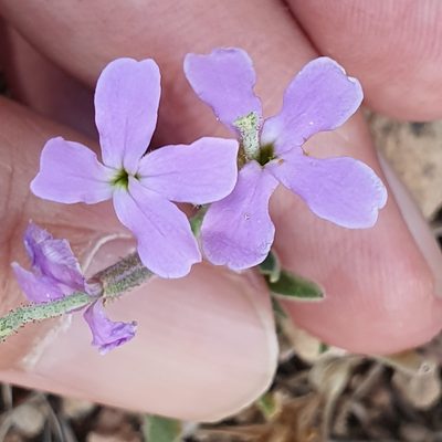 Matthiola lunata, photographed by Mehdi Chetibi