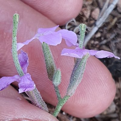 Matthiola lunata, photographed by Mehdi Chetibi