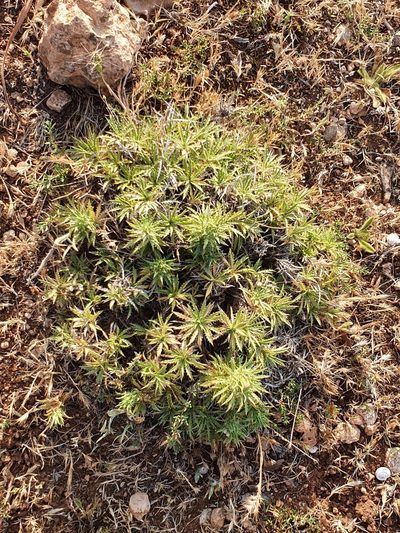Atractylis caespitosa, photographed by Mehdi Chetibi