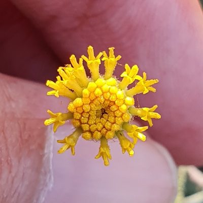 Santolina africana, photographed by Mehdi Chetibi