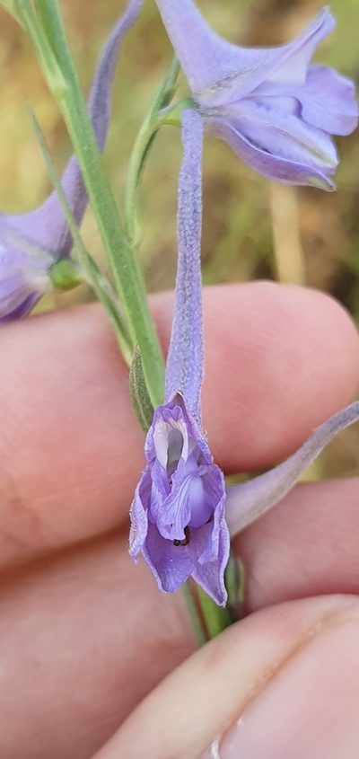 Delphinium halteratum, photographed by Mehdi Chetibi