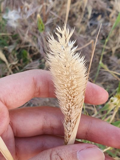 Phalaris paradoxa, photographed by Mehdi Chetibi