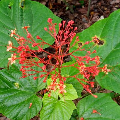 Clerodendrum paniculatum, photographed by Beah Vega
