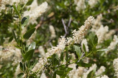 Ceanothus palmeri, photographed by Ken-ichi Ueda