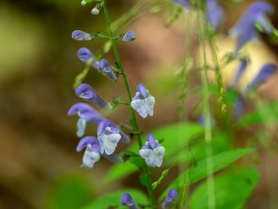 Scutellaria serrata, photographed by Forest Botial-Jarvis