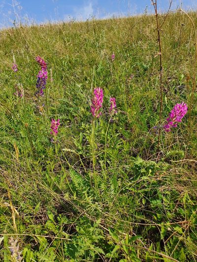 Oxytropis knjazevii, photographed by Анна Митрошенкова