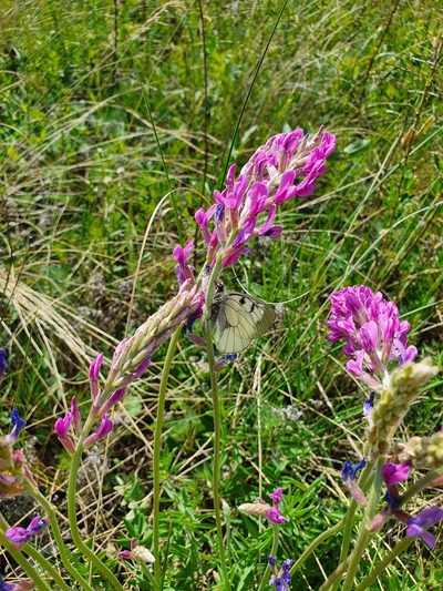 Oxytropis knjazevii, photographed by Анна Митрошенкова
