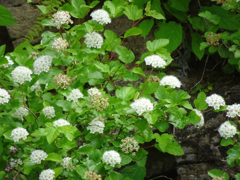Physocarpus intermedius, photographed by Thomas Koffel