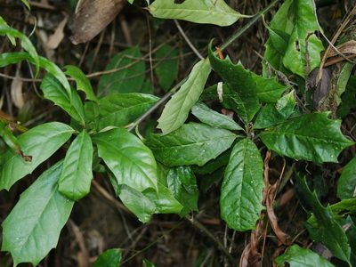 Aucuba chinensis, photographed by Jacy Chen