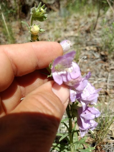 Penstemon jamesii, photographed by Spooner